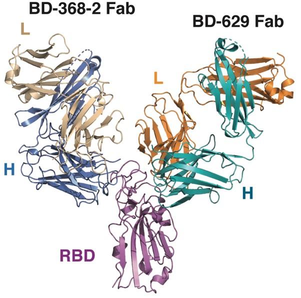 BD-368-2与Spike三聚体形成复合体的高分辨冷冻电镜结构 图片来自北大新闻网