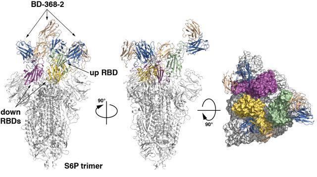 D-368-2、BD-629与RBD形成三元复合体的高分辨晶体结构 来自北大新闻网