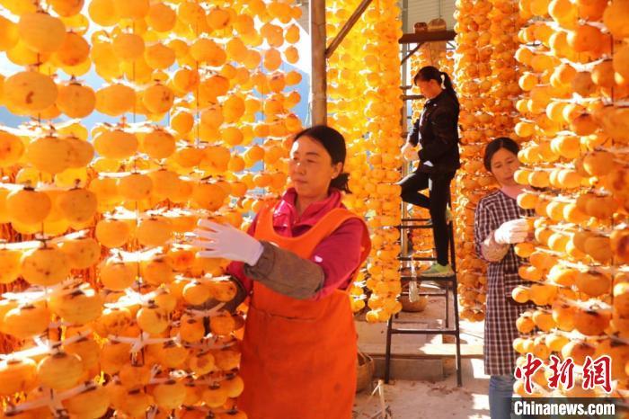 资料图:金黄的柿子挂满了房前屋后,一片黄澄澄金灿灿。 王小勇 摄