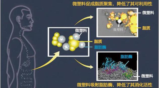 微塑料(白)对脂质(黄)消化的影响示意图。|来自论文