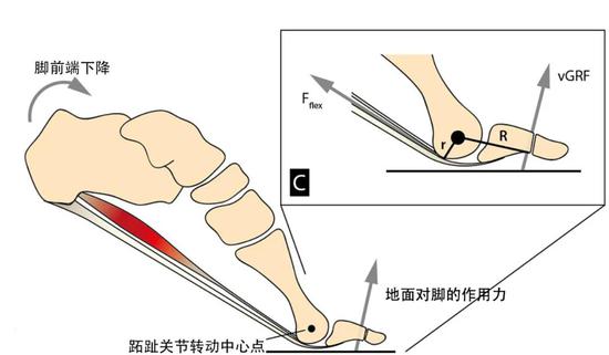 当将穿鞋的脚翻转时,这种紧绷感类似于高跟鞋对脚产生的效果。放大图中的两个力分别为足底肌肉产生的拉力(左)和地面对脚的作用力(右)。(图片来源:Sichting et al。, 2020)