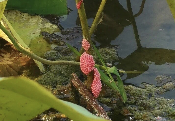 此次在温榆河湿地公园发现的粉红色卵块。中国绿发会供图