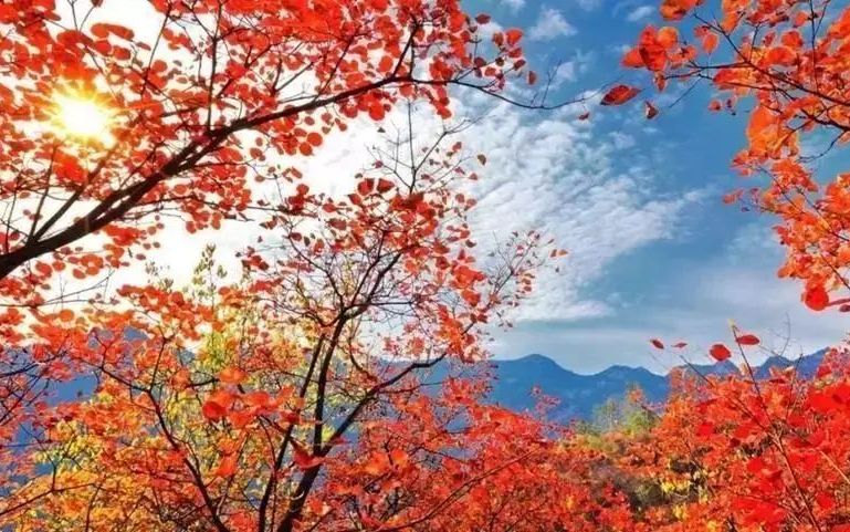 房山坡岭峰有2000亩红叶核心观赏区。受访者供图