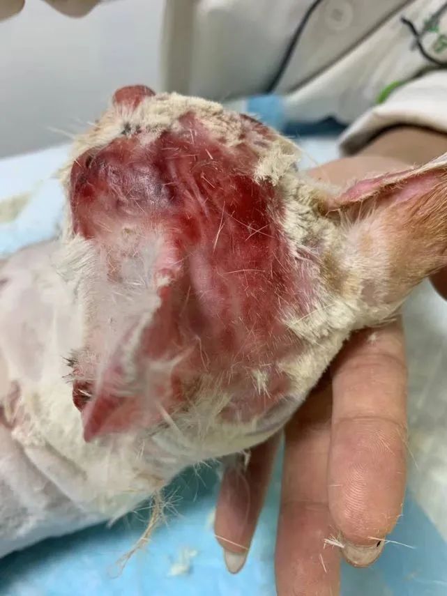 被烫伤母猫伤情严重