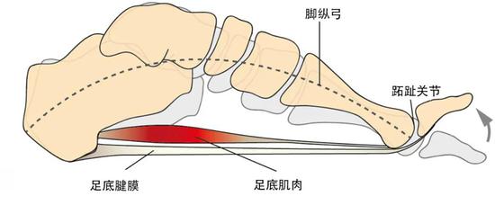 当穿上有鞋尖翘度的鞋时,足底腱膜会紧绷(图片来源:Sichting et al。, 2020)