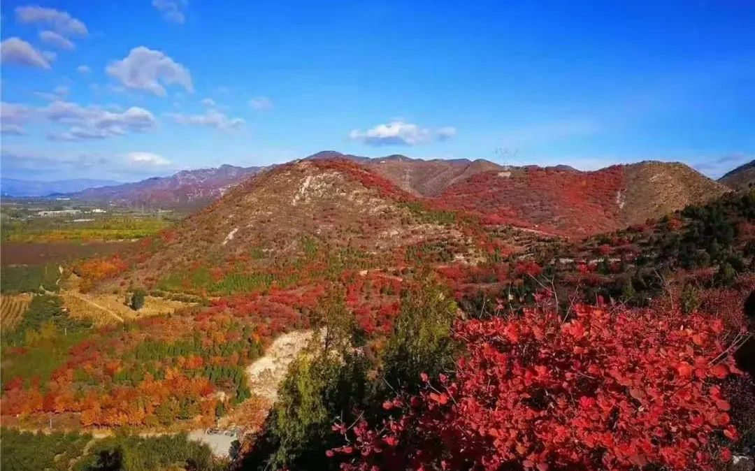顺义区昌金路舞彩浅山红叶观赏区。受访者供图