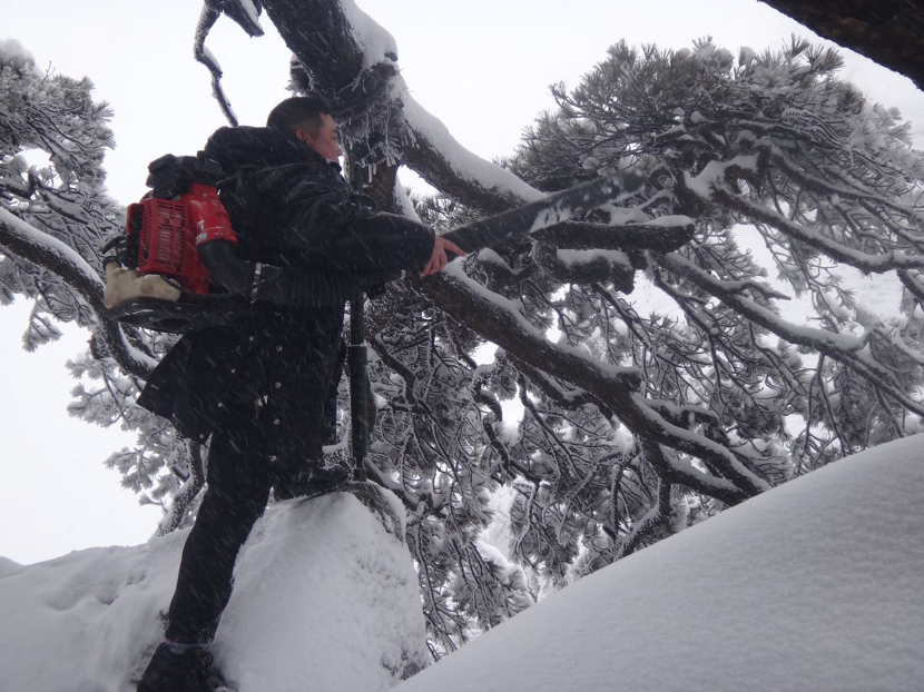 ▲2015年冬,胡晓春身背吹雪机给枝条吹雪,为迎客松减负减压。受访者供图