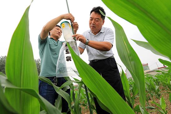2020年7月11日,安徽省淮北市烈山区农业技术人员在宋町镇玉米地里安装草地贪夜蛾“诱捕器”。图|视觉中国