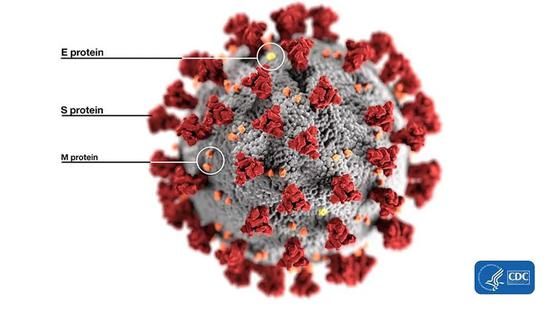 新冠病毒表面的刺突蛋白S protein