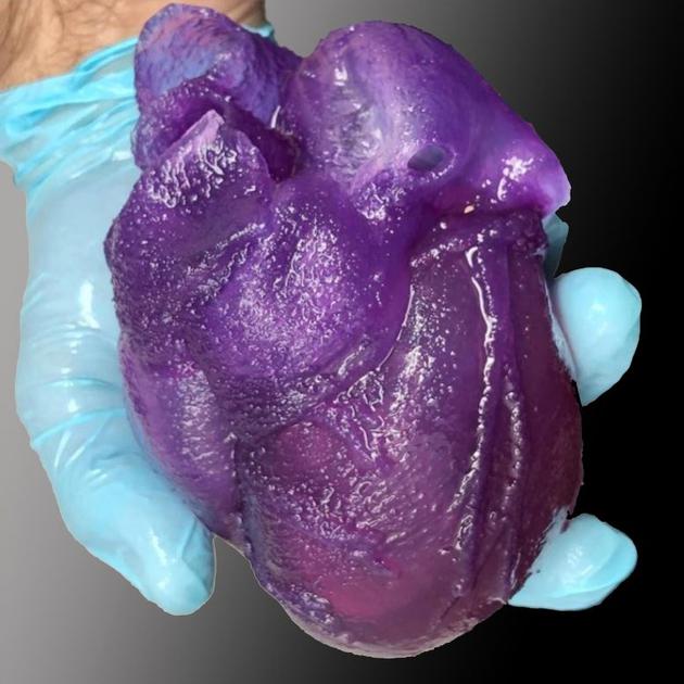 亚当·范伯格及其团队开发的3D生物打印心脏模型