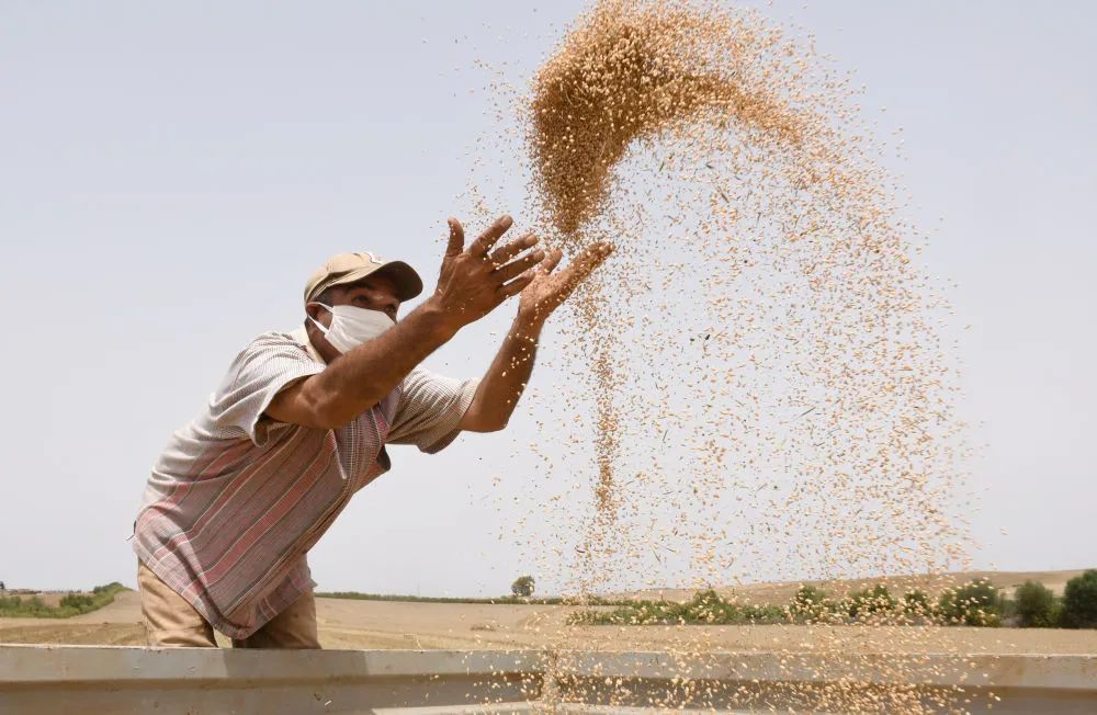 ▲2020年5月28日，农民在摩洛哥的萨勒收获粮食。新华社发（查迪摄）