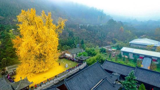 西安古观音禅寺内的一棵1400多年树龄的古银杏树