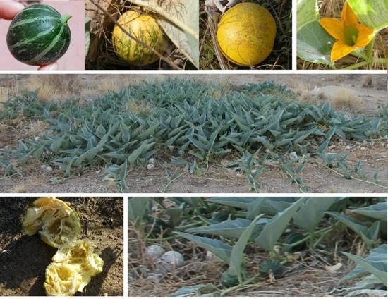 南瓜属仅存的野生品种之一的臭瓜(Cucurbita foetidissima)图片来源:wikipedia
