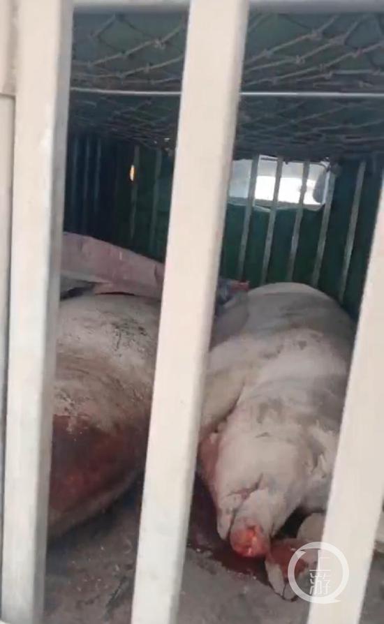▲可疑货车里装载着3头死猪。图片来源/受访者供图