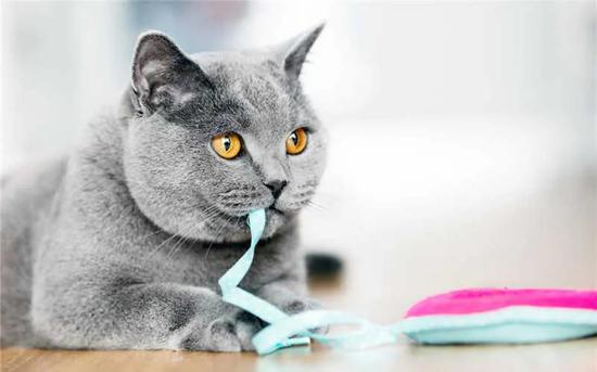 英国短毛猫