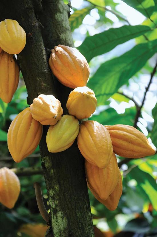 可可树(Theobroma cacao)和可可果——巧克力的原材料 图片来源:britannica