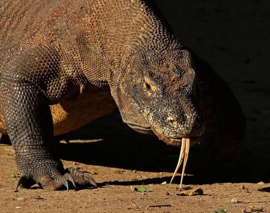 科莫多巨蜥(Varanus komodoensis) 图片来源:wikipedia