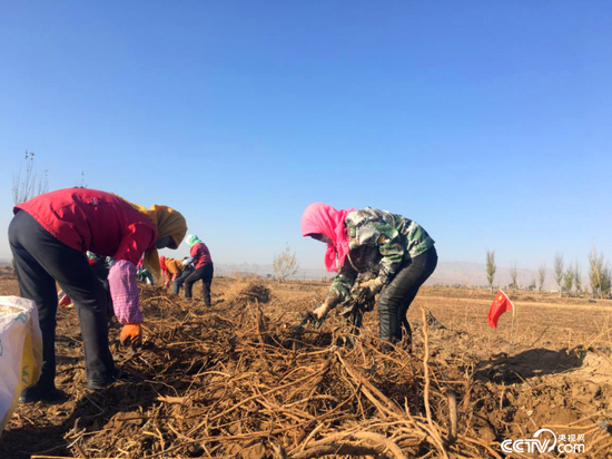 当地农户正在捡拾刚刚挖出来的甘草