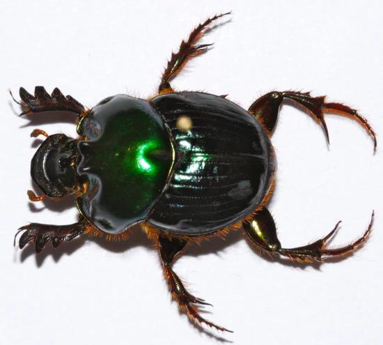 依赖人类粪便为生的屎壳郎 Helictopleurus giganteus 图片来源:wikispecies