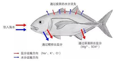 图2 海水鱼的水盐平衡 (图片来自网络)