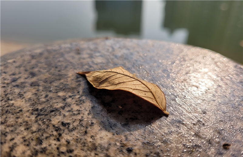 主摄
