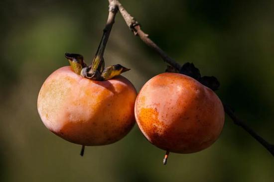 美国柿(Diospyros virginiana) 图片来源:wikipedia